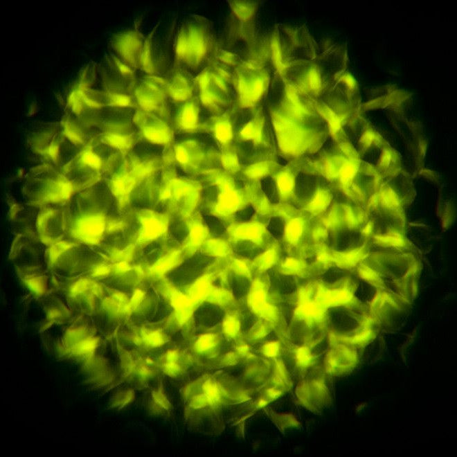 Eliminator Lighting Aqua LED 2 Water Effect lifestyle 2